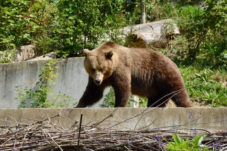 Bear in Bern, Switzerland
