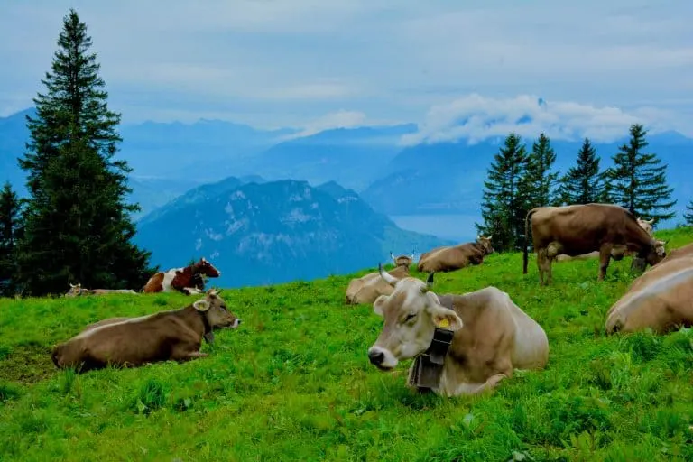 Switzerland travel Mount Rigi