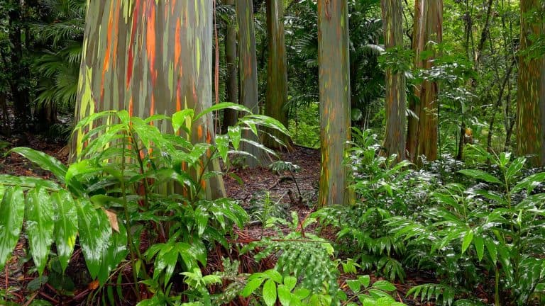 things to do in Kauai include visiting the Kehua Arboretum