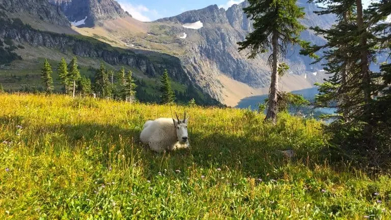 Mountain Goat at Glacier National Park