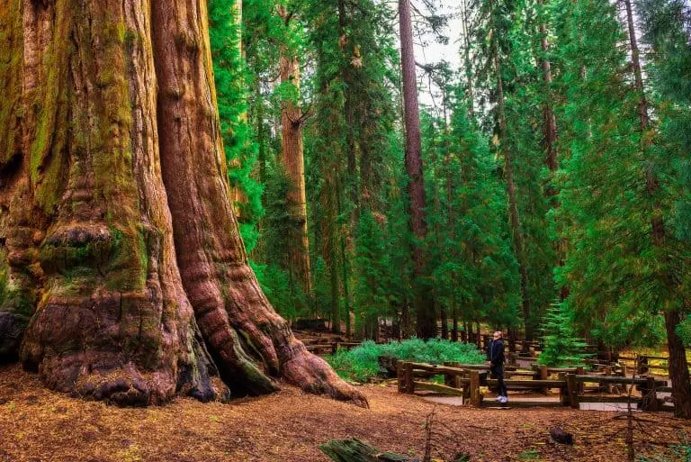 California National Parks Road Trip begins at Sequoia National Park