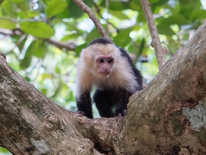 Costa Rica with Kids - Capuchin Monkey at Manual Antonio