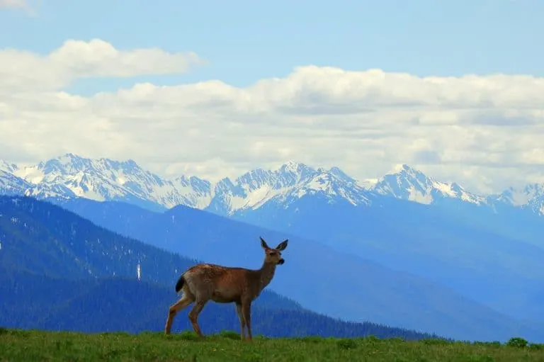 One of the most popular Things to do in Olympic National Park is visit Hurricane Ridge