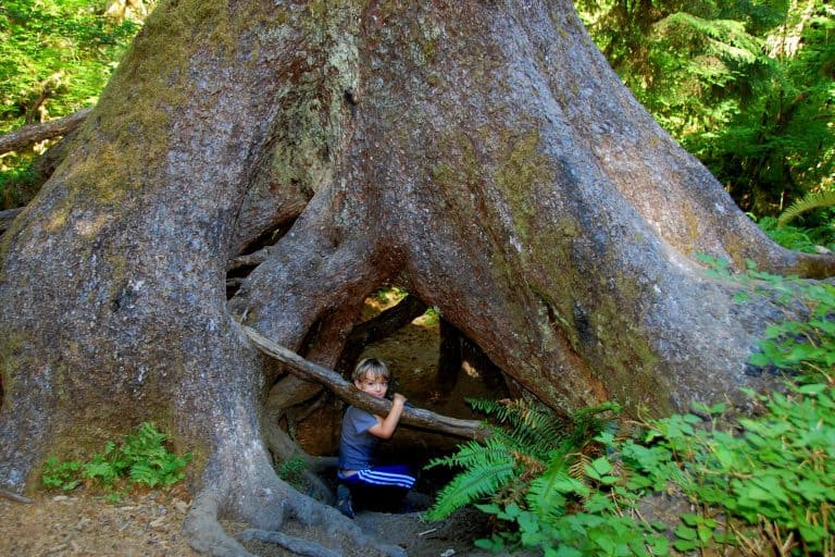 Things to do in Olympic National Park with kids include visiting the hoh rainforest