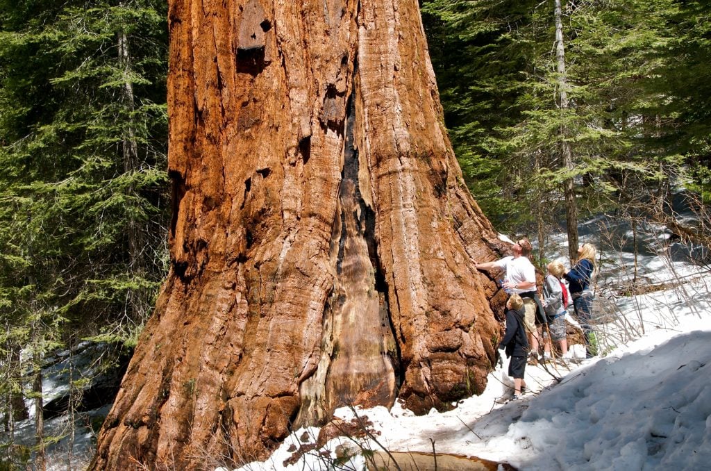 Things-to-do-in-Yosemite-national-park-with-kids-Sequoia-Mariposa-Grove-Flickr-JD-Lasica
