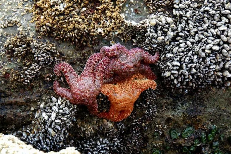 sea stars in a tide pools in Olympic National Park