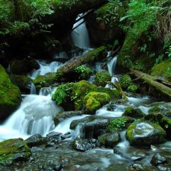 Best Things to do in Olympic National Park with Kids