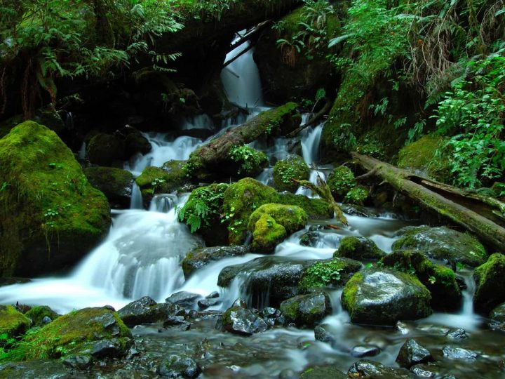 Best Things to do in Olympic National Park with Kids
