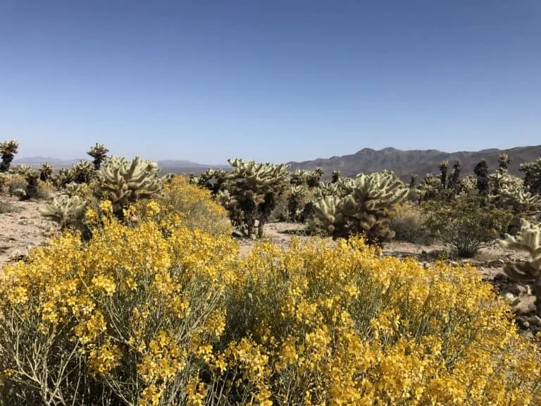 Visit Joshua Tree National Park in the spring