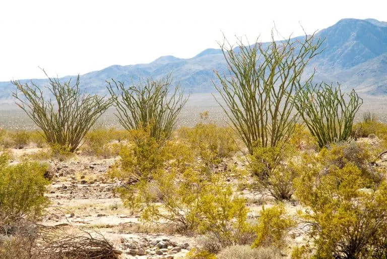 Ocotillo Patch in Joshua Tree National Park