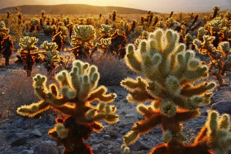 Visit Joshua Tree National Park's cholla Cactus garden