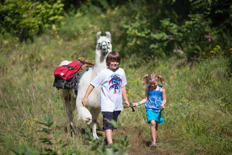 Llama hiking