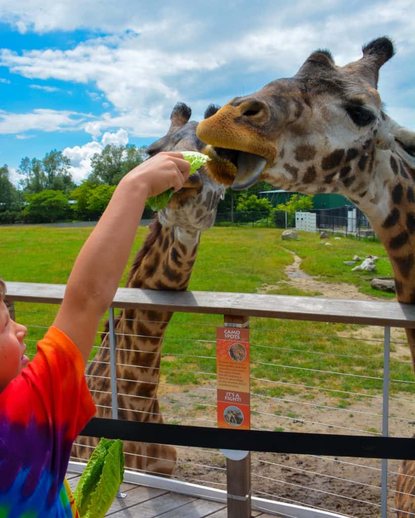 Feeding giraffes at the Toledo Zoo