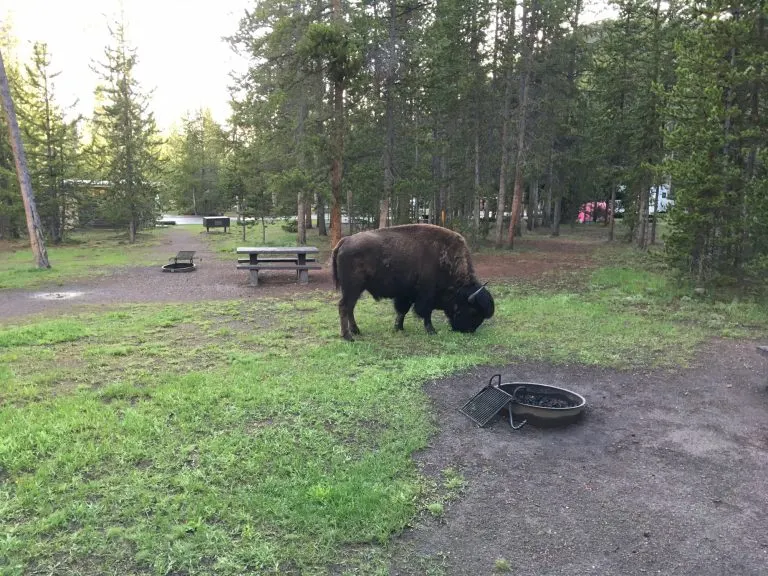 yellowstone national park camping bison