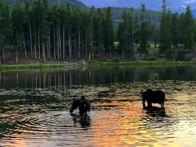 Moose grazing in Sprague Lake