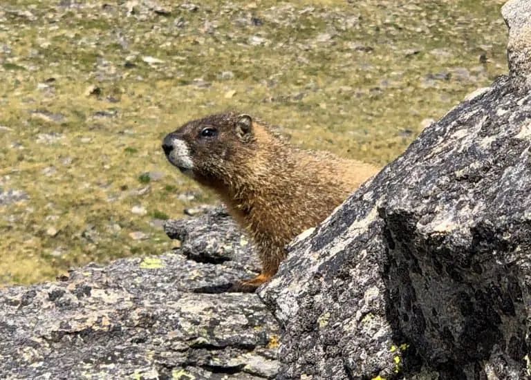 Best Hikes in Rocky Mountain National Park Marmot