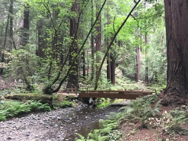 Muir Woods National Monument