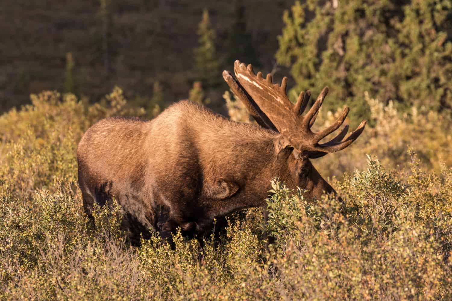 Exploring Denali National Park With Kids - Trekaroo Family Travel Blog