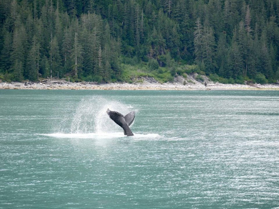 Visiting Kenai Fjords National Park with Kids - Trekaroo Family Travel Blog