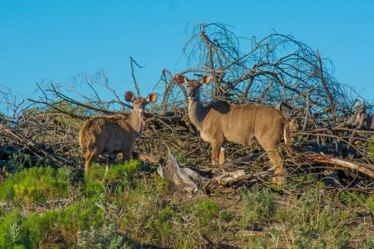 South African Safari with Kids