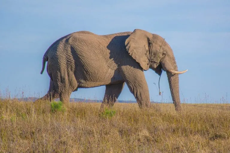 South Africa Safari