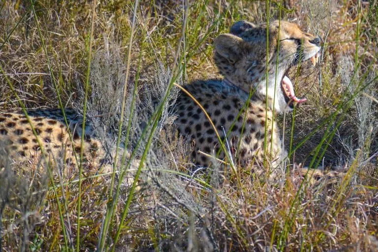 South African Safari with Kids