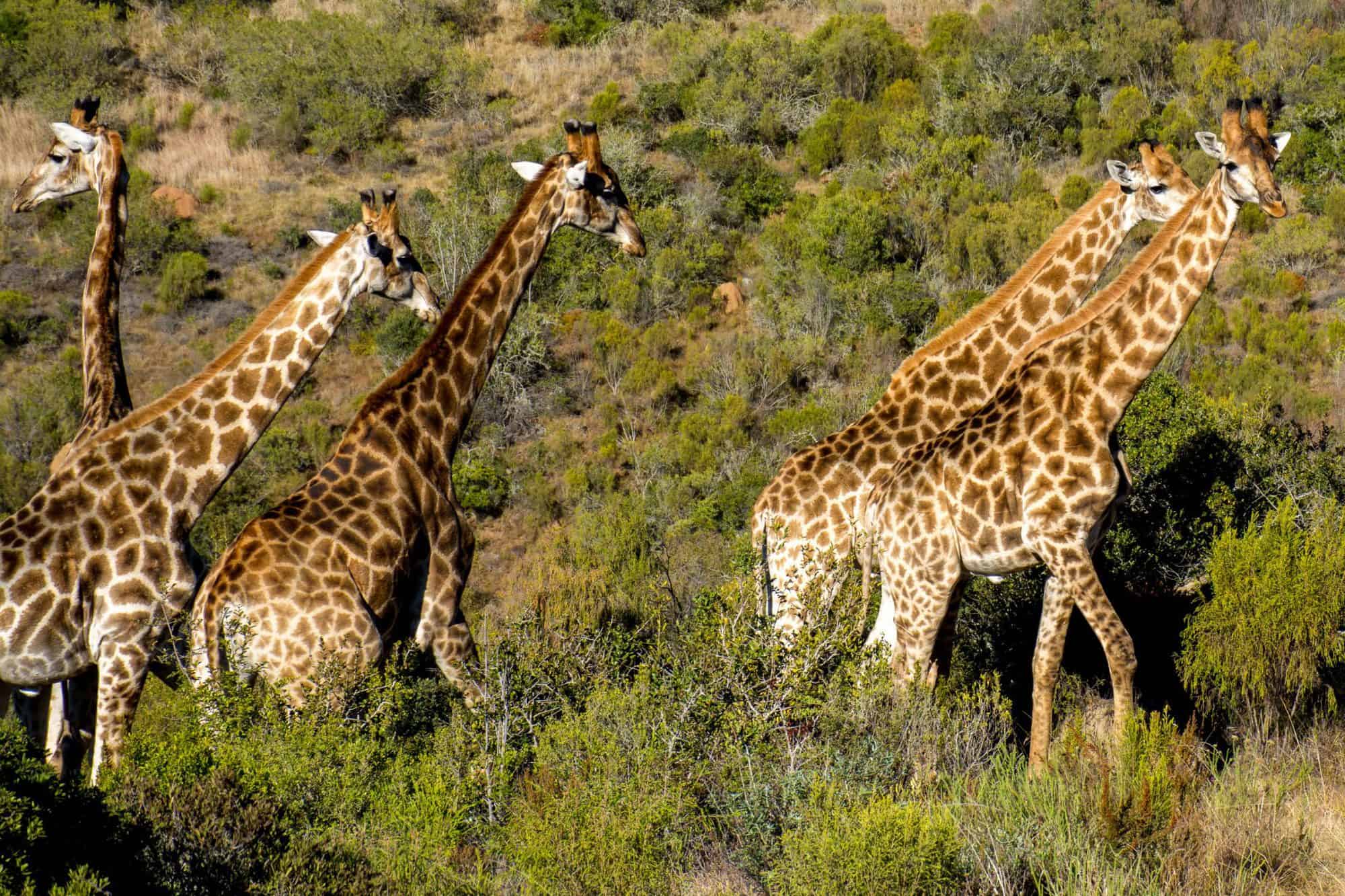 South African Safari with Kids near the Garden Route Trekaroo Family