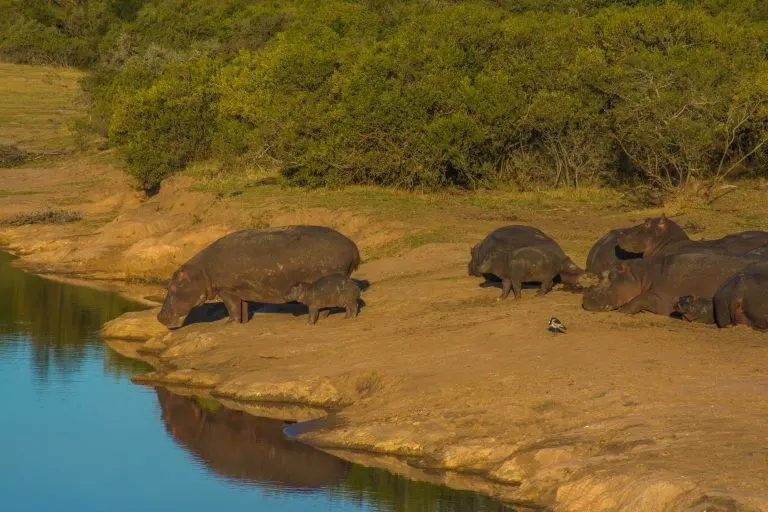 South African Safari with Kids