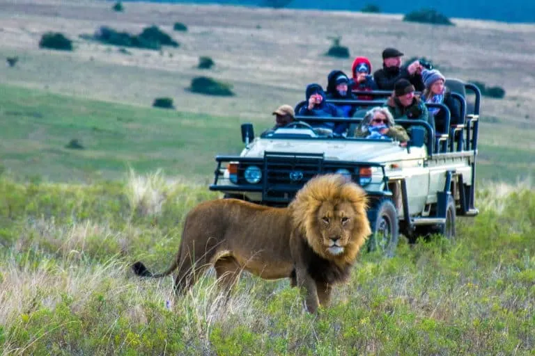 South African Safari with Kids