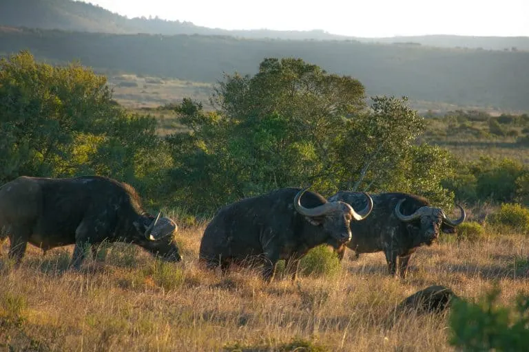 South African Safari with Kids