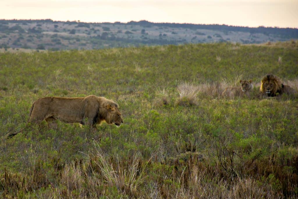 South African Safari with Kids near the Garden Route - Trekaroo Family ...