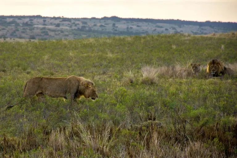 South African Safari with Kids