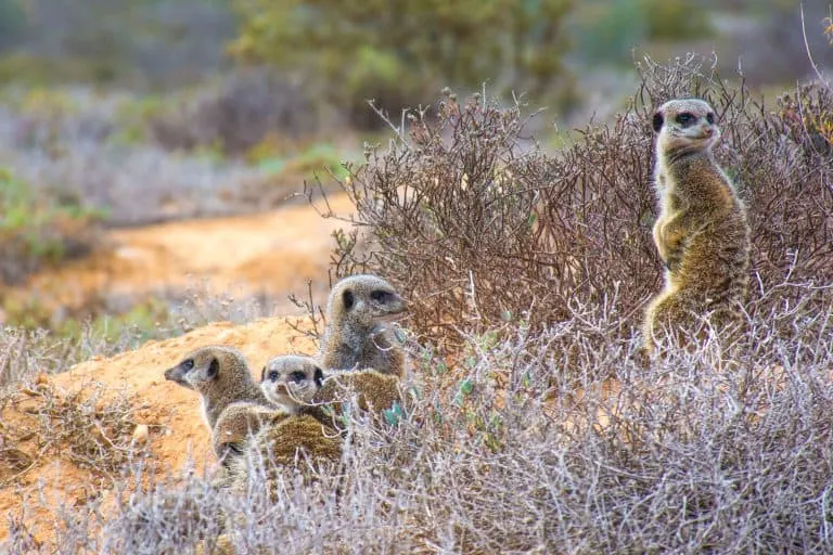 South African Safari with Kids