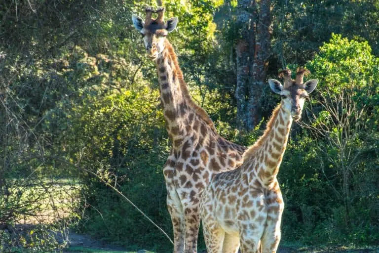 South African Safari with Kids