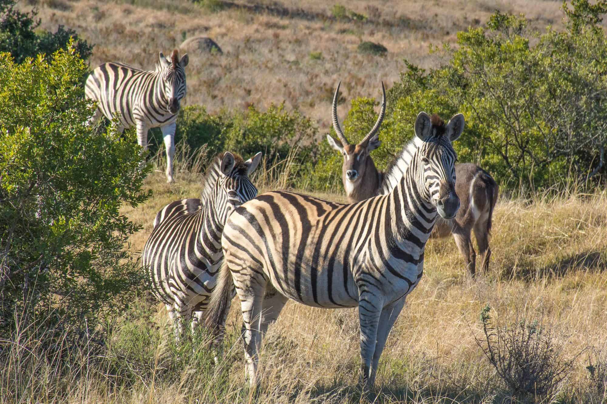 South African Safari with Kids near the Garden Route Trekaroo Family