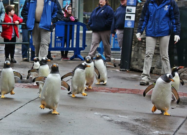 Pittsburgh Zoo Penguins