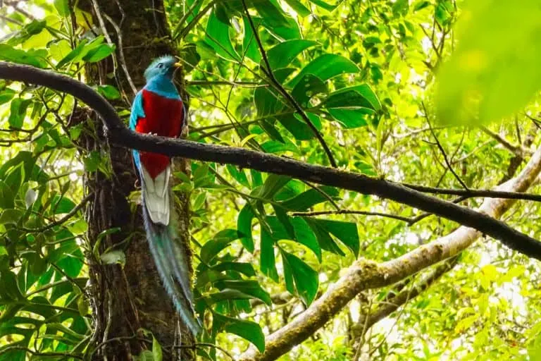 Quetzal at Monte Verde Cloud Forest Reserve