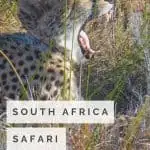South African Safari with Kids near the Garden Route 1