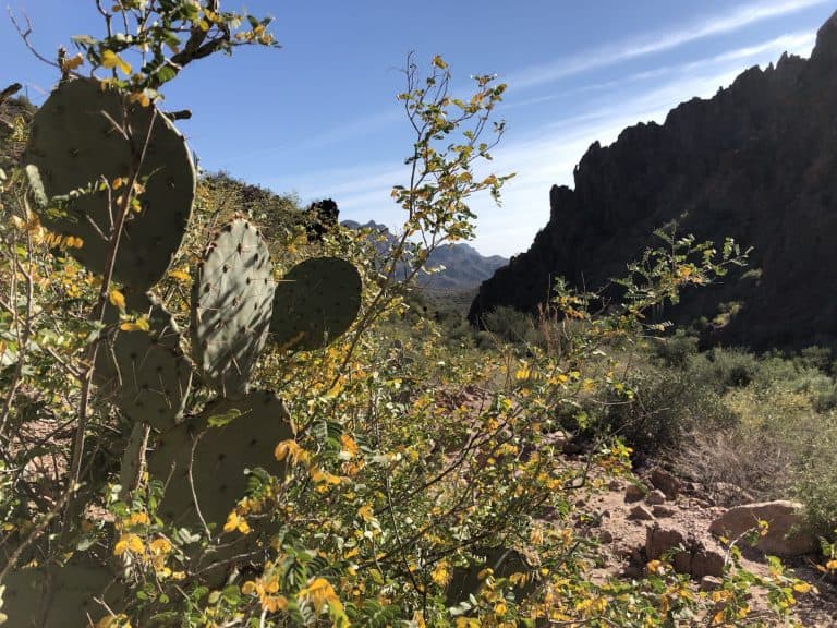 free things to do in phoenix with kids hikes