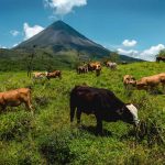 Arenal Volcano Costa Rica Farm Area