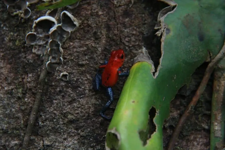 Arenal Costa Rica Wildlife - Blue Jeans Frog