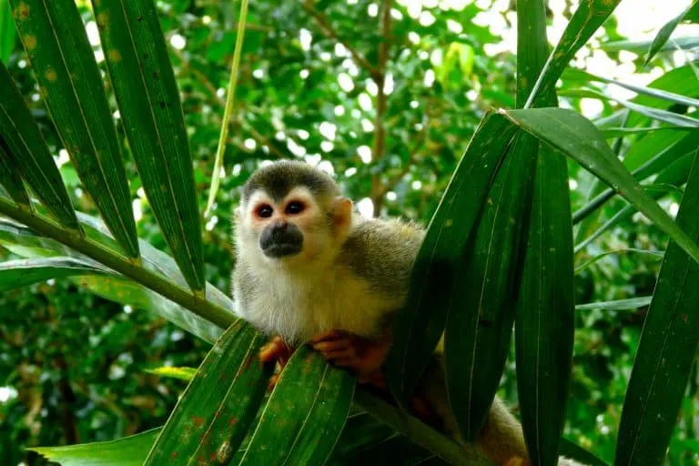 Manuel Antonio monkey