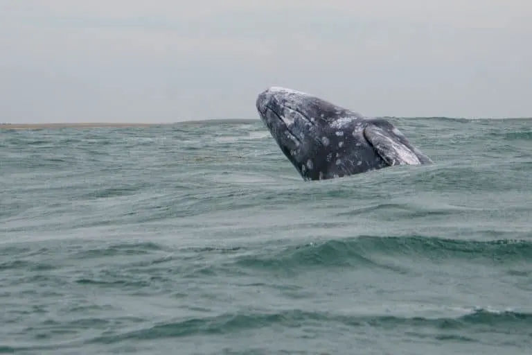 things to do in La Paz Mexico Grey Whale breaching Magdalena Bay, Mexico