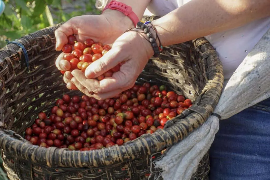 San Jose Costa Rica coffee farm