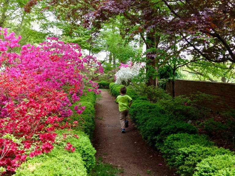 Free things to do in DC Arboretum