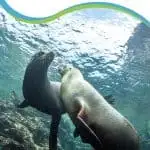 Swim Los Islotes Sea Lions La Paz Mexico