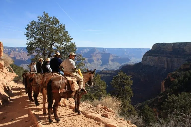 South Rim Grand Canyon mule ride