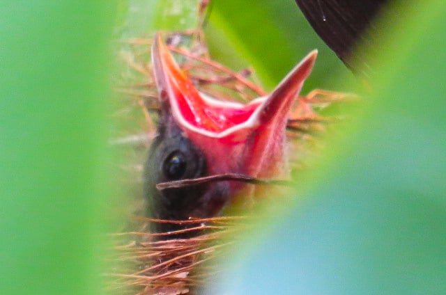 Baby Frigate Bird at Saladero Eco Lodge