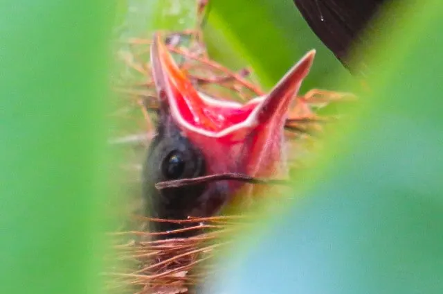 Baby Frigate Bird at Saladero Eco Lodge