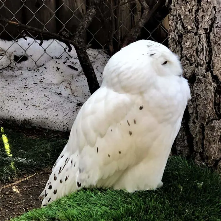 Big Bear Alpine Zoo snowy owl